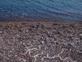 Beach Pebble Drawing, 4ft diameter, found white pebbles