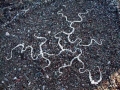 detail, 4ft diameter, found white pebbles