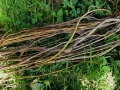 Willow Drawing, 12 x 50ft, found willow cuttings