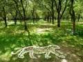 Drawing by Affinity Trust group of a Panther, 5ft long, sheeps wool and apples