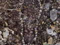 oak cup footprint, c.1ft x 0.5ft, found fallen acorn cups