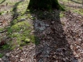 footprints from base of oak tree, c. 15ft x 5ft, found natural materials