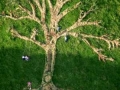 community tree drawing, 100ft x 100ft