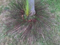palm frond drawing