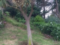 under palm tree