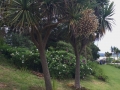 two trees