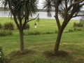 two trees