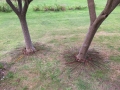 two trees